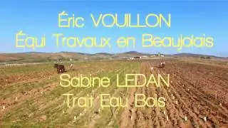 Chevaux de trait - Moulin-à-Vent en Beaujolais