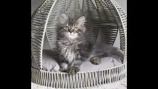 Jack Siberian Glory.