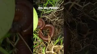 meet two big millipedes , #GiantMillipede #MillipedeLife #Myriapods