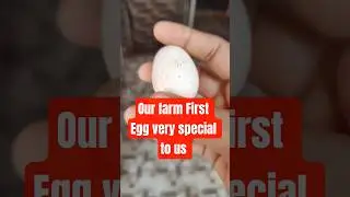 Our Farm First Egg 🥚 Layed by our chicken #nattukoli #chicken #chennai #pallavaram #reels #viral