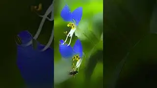 花の名前は&rdquo;ツユクサ(露草・鴨跖草) &rdquo;です・自然の美しさとBGMを楽しみください。#shorts #映像撮影 #自然美 #映像撮影 #癒やし