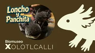Ambystoma andersoni (Loncho y Panchita) desde el BioMuseo Xolotlcalli (06 de Noviembre 2025)