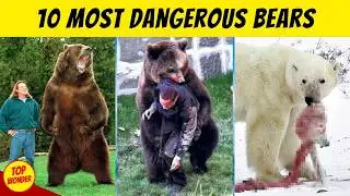 10 Most Dangerous Bears in The World