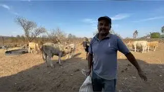 ECHANDO TRATO CON UNAS VAQUILLAS