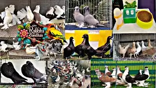 Starting price 200rs only#rakhispecial #rakhioffer #fancypigeon #best and low price pigeon seller 