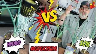 Обновление информации о выращивании гигантского лука за 11 недель #gogc2526