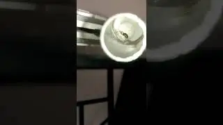 Une nouvelle reine lasius niger :) //une Monogyne