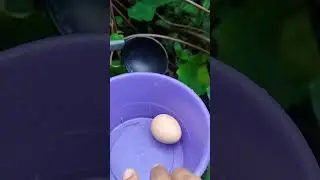 A Natureza &eacute; perfeita , as maravilhas do ovo da galinha da Angola v&aacute;rios benef&iacute;cios &agrave; sa&uacute;de !