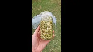 🌱 GERMINADO DE LENTEJAS 🌱
