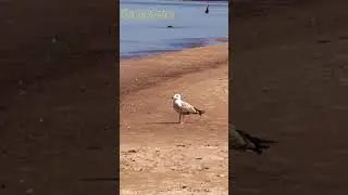 albatross can fly for months without touching the ground! 🕊 #shortsvideo #facts #shortvideo #shorts