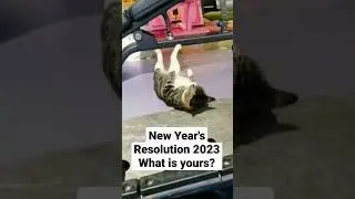 New Year Resolution 2023 #animal #resolution