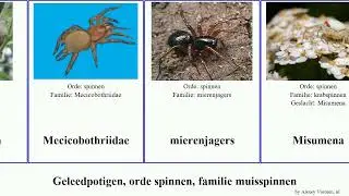 Geleedpotigen, orde spinnen, familie muisspinnen gewone tener arthropoda grandis rufescens Grote