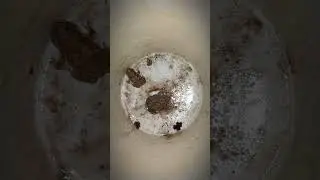 Catch a frog in a funny bucket | Catching a frog wants to laugh | Catching Frogs funny
