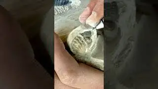 phacops and Hollardops trilobite Morocco