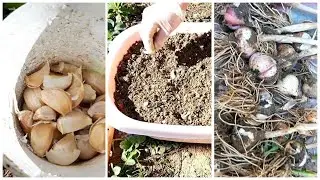 How to Grow Garlic at Home fast and easy. Garlic