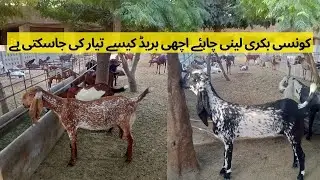 Best Goat Breed For Farming | Beetal Cross Goat | Makhi Cheeni Cross Goat | Goat Breed Tips