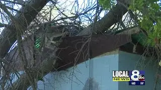 Wind gusts rip 100-year-old trees from FMC Park