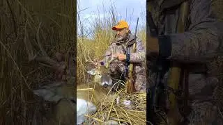 Buck Hunting In The Cattails