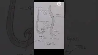 How to draw ascaris diagram।। easy ascaris diagram ।। #easy  #art #diagram #shorts  #pencildrawing