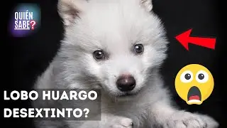 Lobos Huargos: El regreso de una especie ancestral #desextincion #loboshuargos #lobosterribles