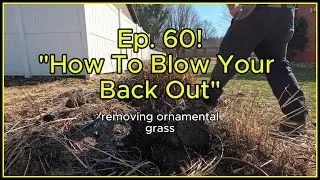 Ep. 60 - How To Blow Your Back Out - Removing Ornamental Grass