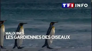 Sur l'&icirc;le des Malouines, elles sont les gardiennes des oiseaux