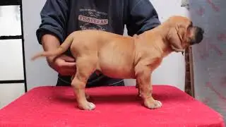 Venta de cachorros y perros de raza Fila Brasile&ntilde;o / www.Uncachorro.com