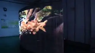 Auroled Curved transparent display