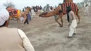 Camel dangal in rojhan mazari new 2021