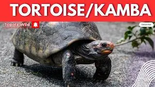 ZAZIWIKAA KUTI PALI NYAMA YOMWE IMAKHALA ZAKA ZOPOSA 180 -TORTOISE 