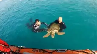 Coastguard Rescues Rare Sea Turtle Found Exhausted And Floating In Mediterranean