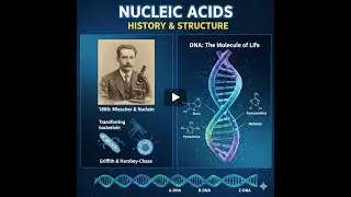 The Discovery of Nucleic Acids: Key Experiments, DNA Structure & A/B/Z Forms Explained
