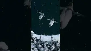 Emperor Penguin Chicks First Swim 🐧
