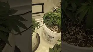 Week 4 of battleofthebreeders 🙌 #cannabiscommunity #grow #plants