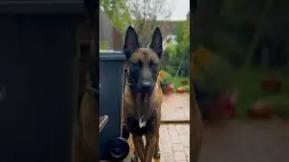 Handsome boy #belgianmalinois #alwaystraining #malinoislovers #doglover