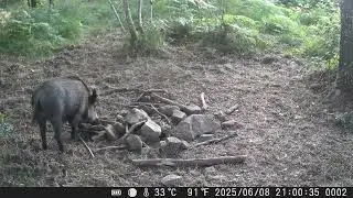 ¡Increíble Encuentro con Jabalíes! No Creerás lo que Hacen de Noche y Día...