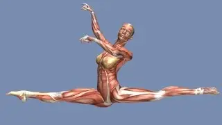 How to Grand Jete Muscle Anatomy Training Program EasyFlexibility
