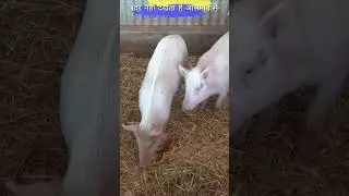 why pig can't see at sky #viral, #shorts,#pig