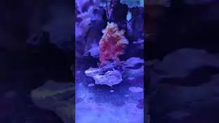 Available frags for sale #coralcabin #coral #flowercoral #scleronephthya #reeftank