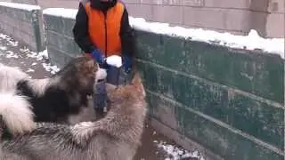LOBO & LAI .mp4