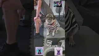 Lisa Leslie pug makes it hard for the gym boys to focus!!!!!