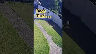 #dog #shorts #short #shortvideo #shortsvideo #youtubeshorts #youtube #ytshorts #fyp