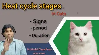 Heat cycle stages in cats | Heat cycle signs in cats & dogs | Cat's estrus cycle |Dr.Khalid Chaudhry