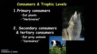 Ecology-Feeding Relationships
