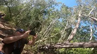 Swamp plant