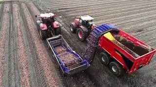 haaijer uien oogst