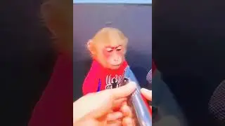cute cute monkey hair cut #cutemonkey