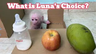 What Does Baby Monkey Luna Love the Most? Milk Bottle, Mango or Apple?