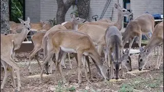 Urban Deer: How to manage overabundant deer