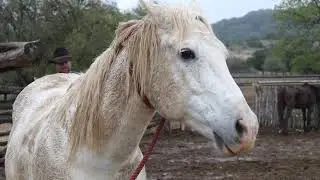 The Dixie Dude Ranch